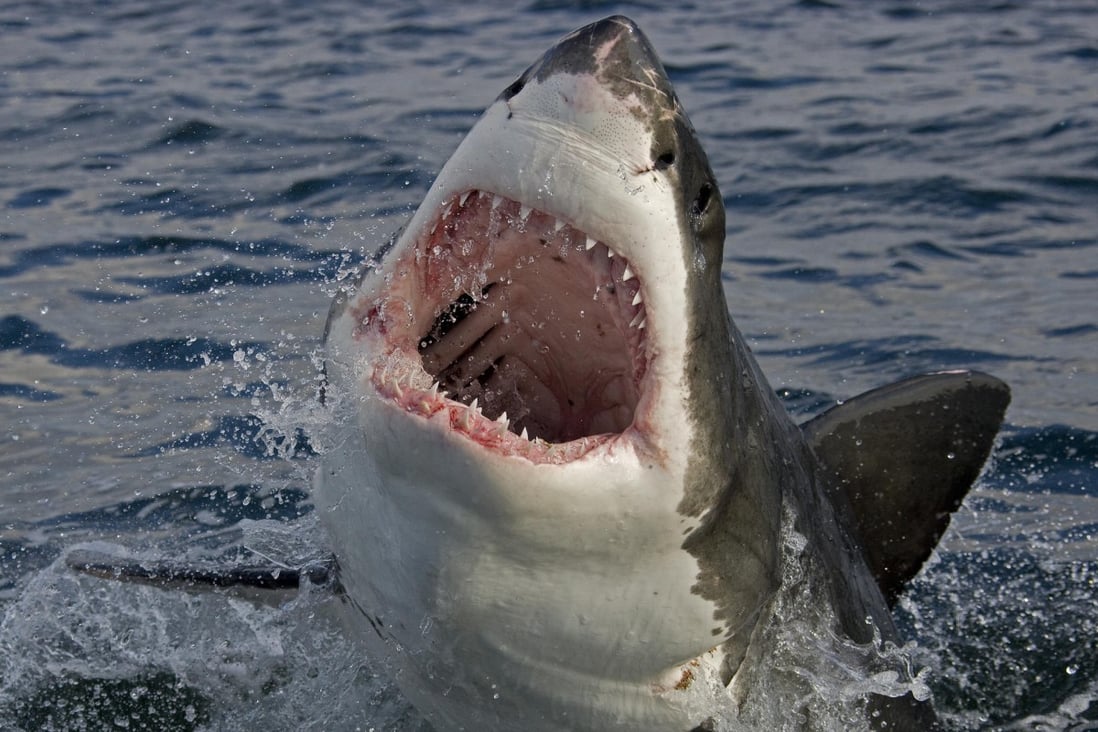On a shark tour, travellers may see one-tonne sharks leap out of the water as they attempt to attack Cape fur seals. Photo: Apex Shark Expeditions