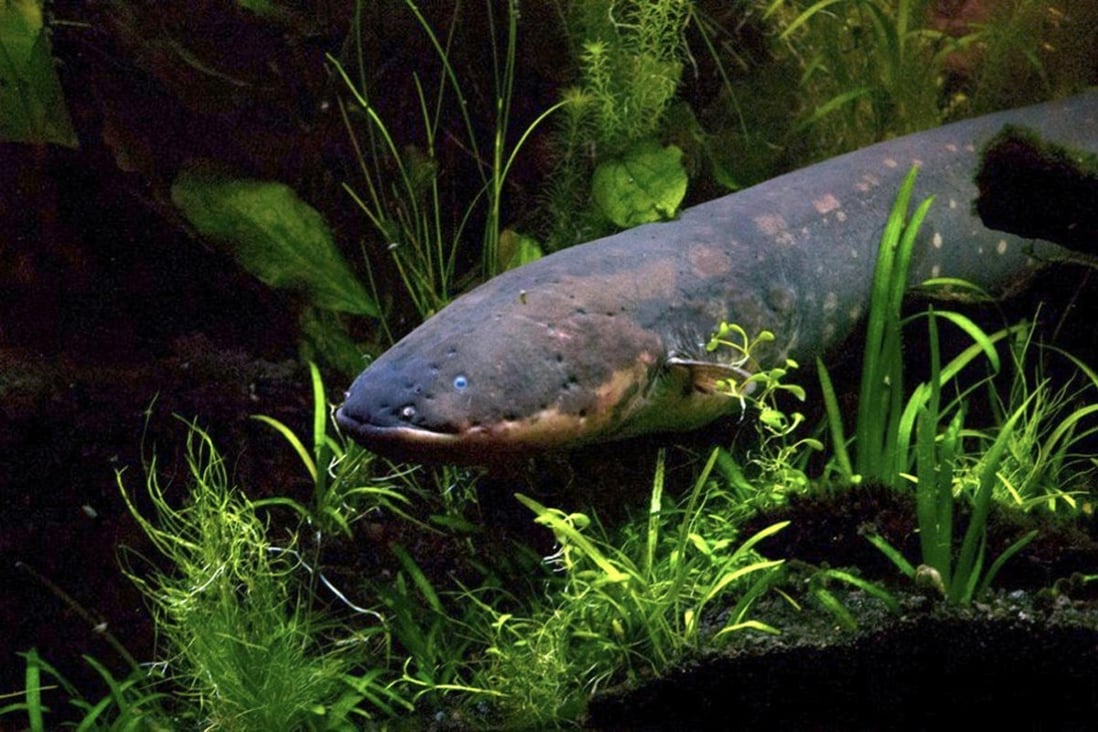 How electric eels got their power: DNA map reveals creature’s secrets