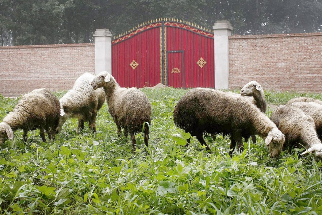 Sheep make the most of an official order that shut down an illegal golf course on the other side of the gates in Beijing. Photo: Reuters