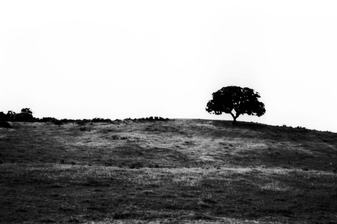 A tree is the deepest symbol of life for artist Isaac Pereira South