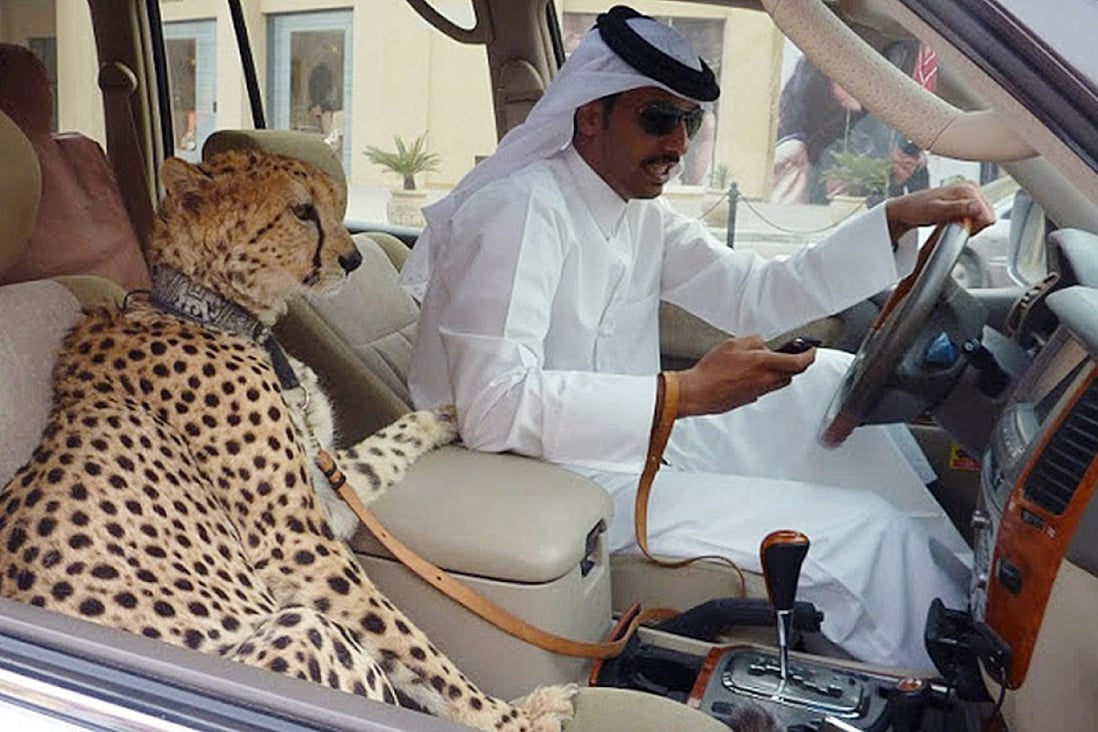 Cheetahs are unusually easy to tame, especially as cubs, and are a popular luxury pet in Gulf states. Photos: SCMP