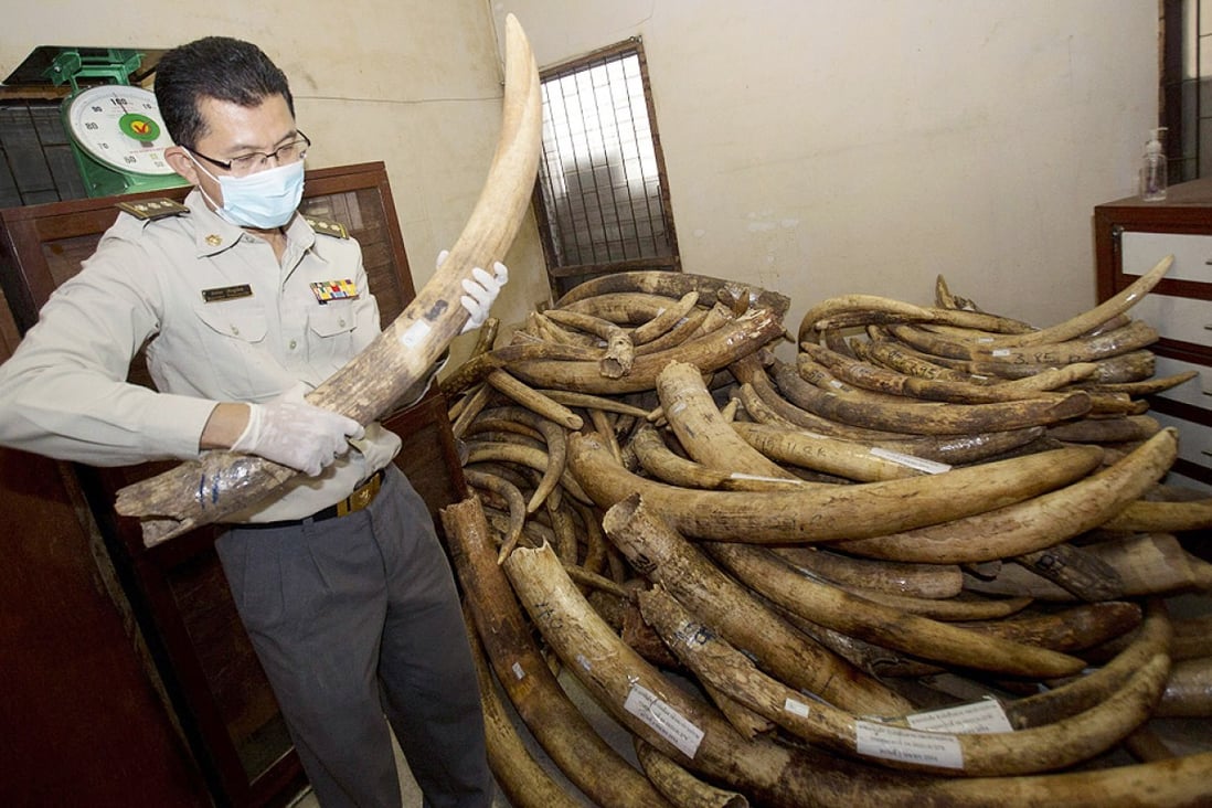 A Thai official examines confiscated ivory. Photo: AP