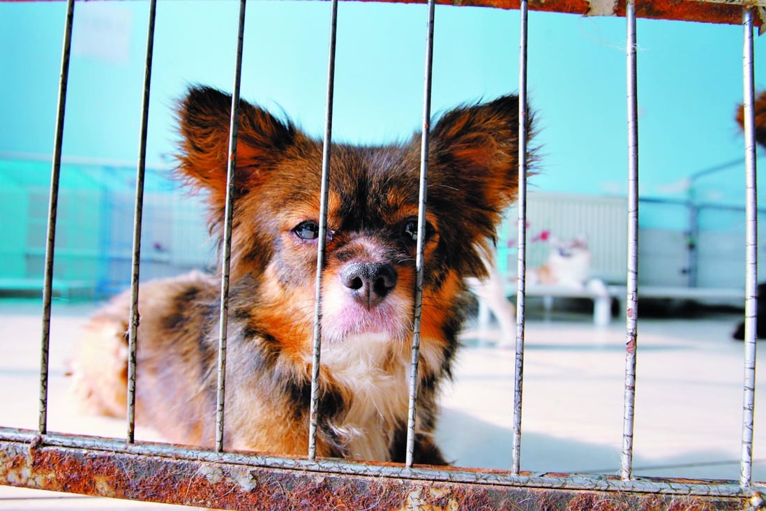 Friends in need: the struggle to save Beijing's stray cats and dogs | South  China Morning Post