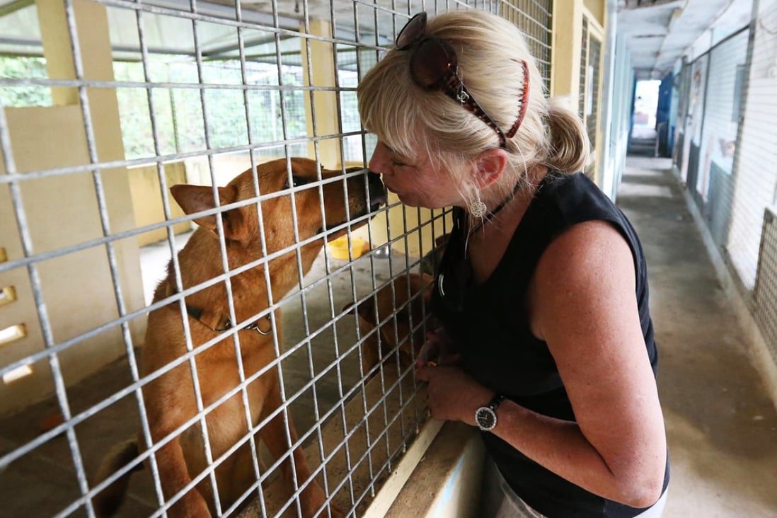 Sai Kung Stray Friends chairwoman Narelle Pamuk with one of the dogs at their current Sai Kung kennel. Photo: Nora Tam