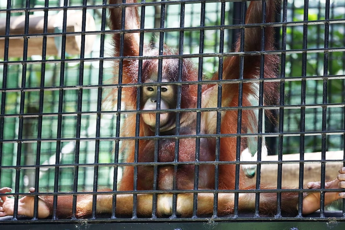 Hong Kong zoo animals 'need laws to protect their psychological welfare' | South China Morning Post Hong Kong zoo animals 'need laws to protect their psychological welfare' | South China Morning Post