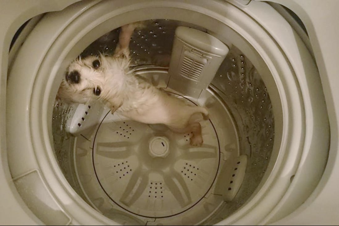 Facebook post of the dog in the washer. Photo: SCMP