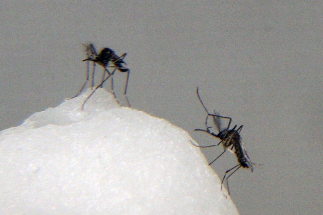 Dengue fever surge triggers mosquito alert South China Morning Post