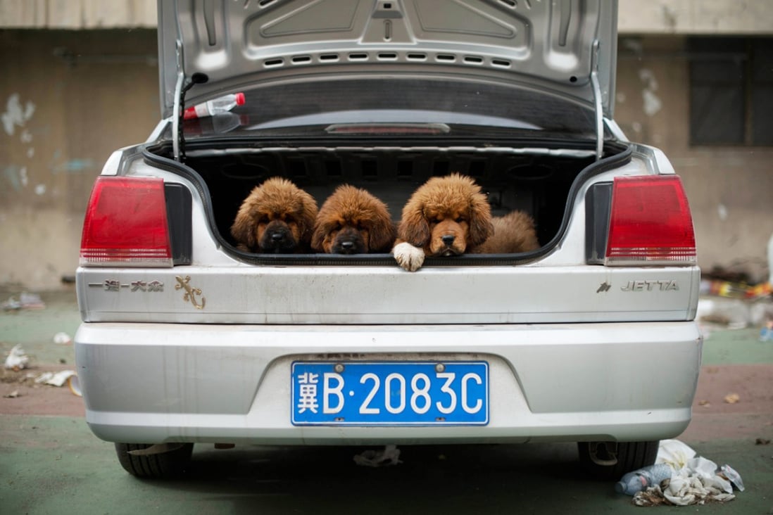 Tibetan mastiff puppies are displayed for sale at a mastiff show in Baoding, Hebei province, south of Beijing in March 2013. Photo: AFP