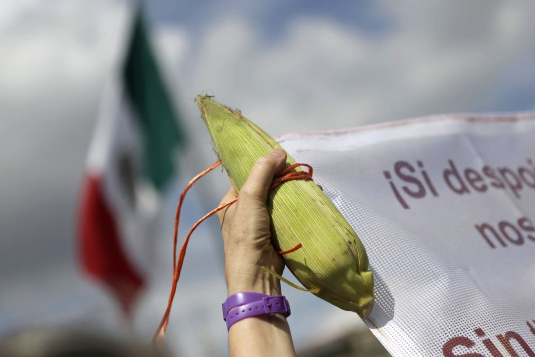 Farmers and activists protest against Monsanto last month in Mexico City, calling for a ban on genetically modified corn. Photo: Reuters