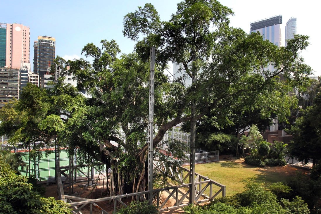 A Kowloon Park banyan tree infected with brown root rot disease is now under supervision. Photo: May Tse