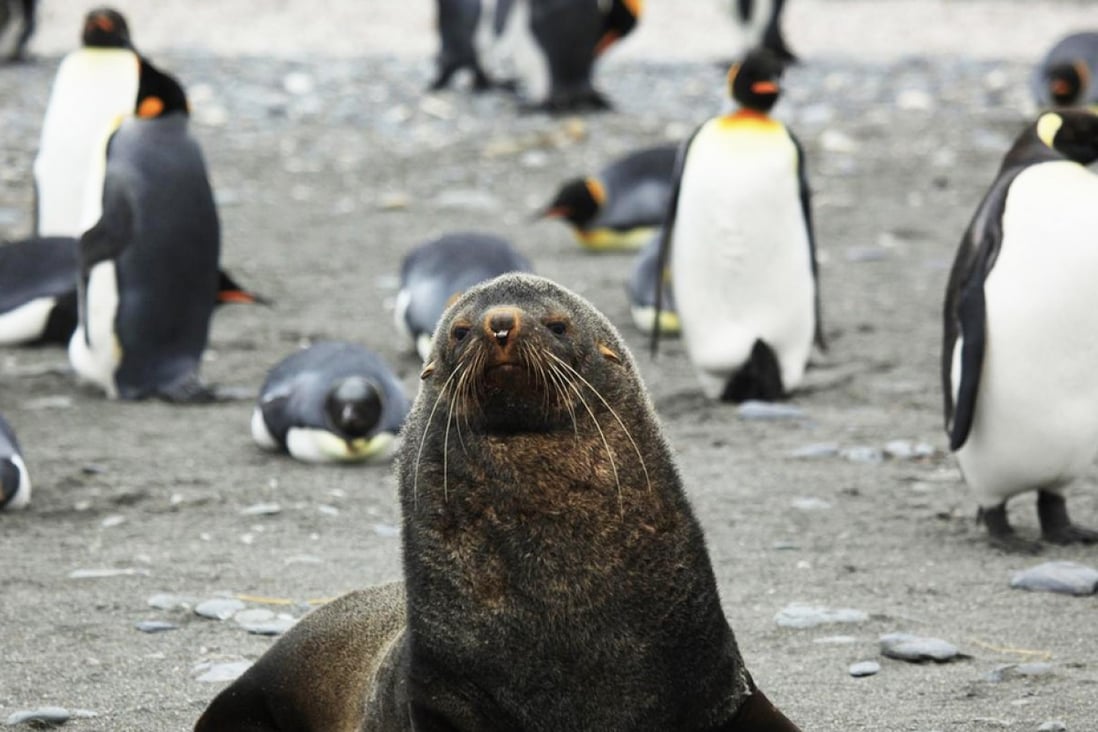 Why some Antarctic fur seals try to mate with king penguins South