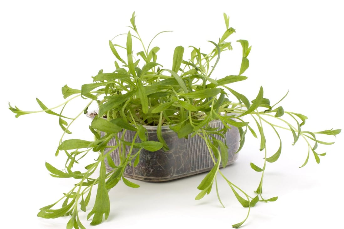 Fresh tarragon perfect to spice up roast chicken South China Morning Post