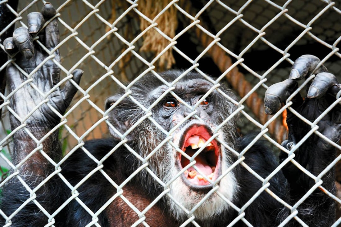 Tommy, a chimpanzee, smiling at his home in Gloversville, N.Y. Photo: AP