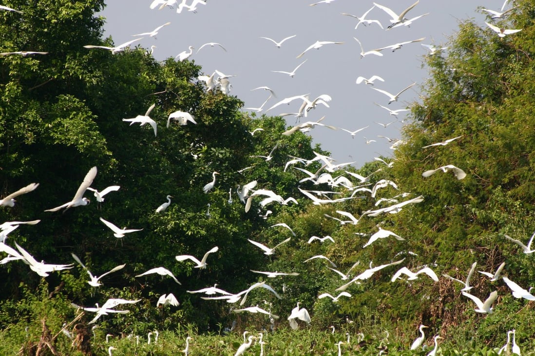 Winging it: egrets take flight in a Cambodian wetland. Photo: Kimshi/Nick Butler