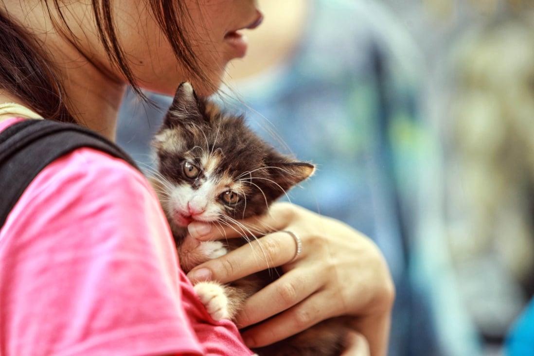 A Shaanxi woman has quit her job to care for over 70 stray cats. Photo: Xinhua