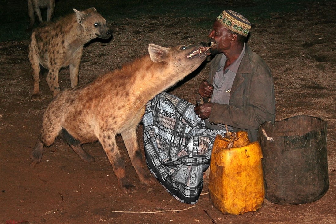 A Harari man and his wild-hyena show.