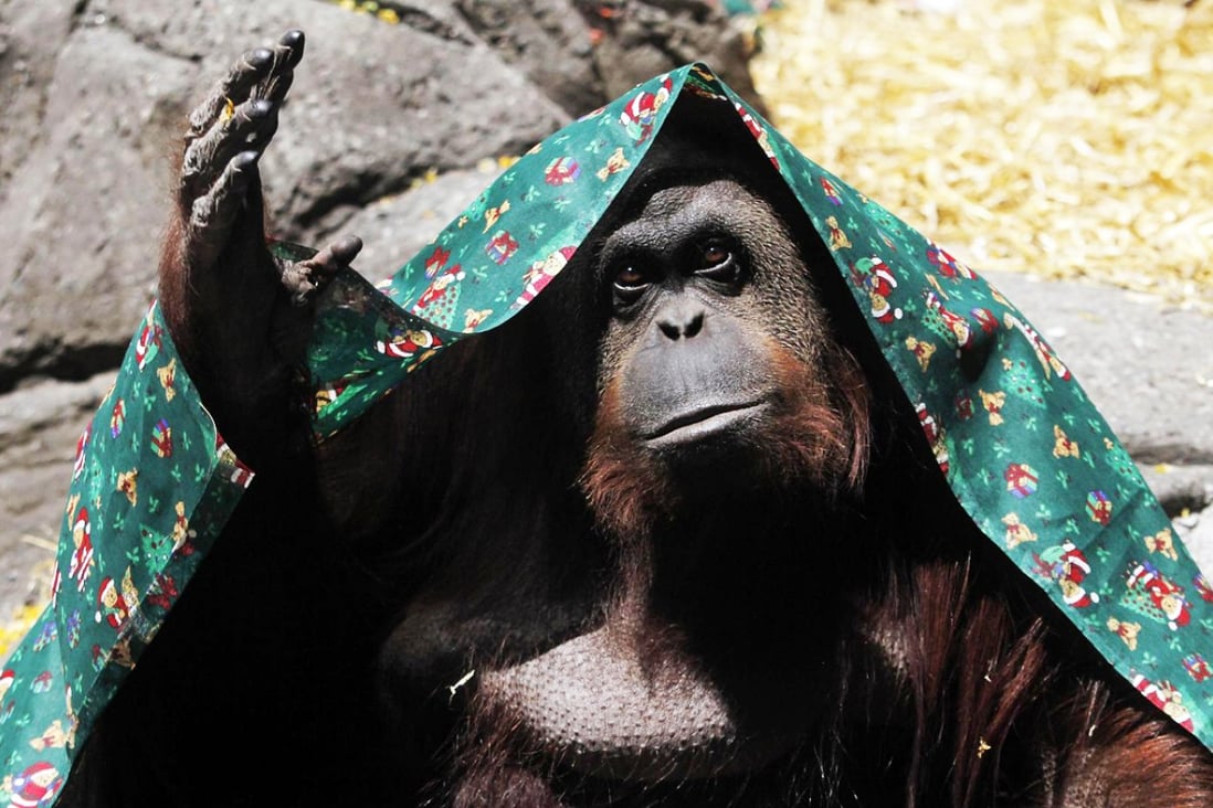 Sandra seen in her cage at Buenos Aires zoo. Photo: Reuters