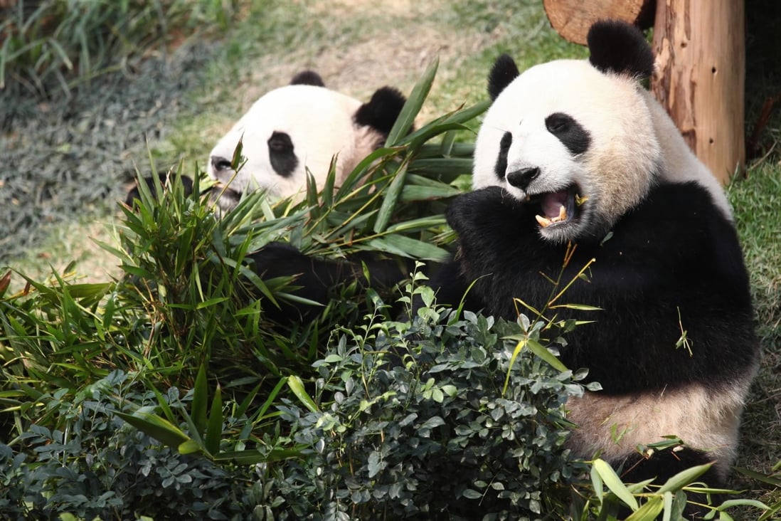 Good news for giant pandas: scientists from Kunming in Yunnan province believe they have identified a genetic trigger for bamboo flowering. Photo: Xinhua