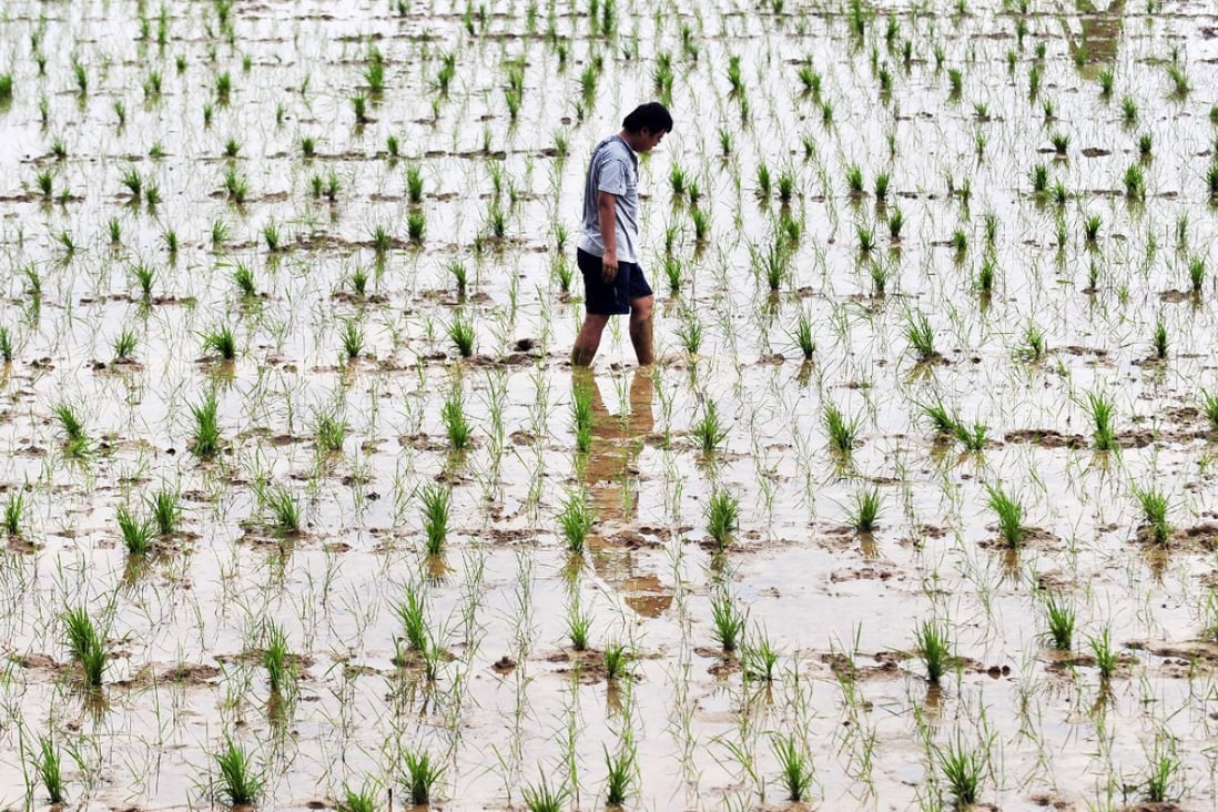 A researcher checks test strains of genetically modified rice in Hubei province. Photo: AFP