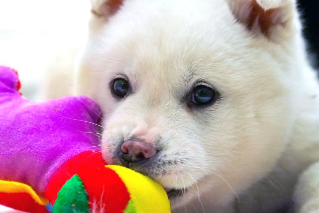 Dogs once destined for dinner in South Korea wait to be adopted in