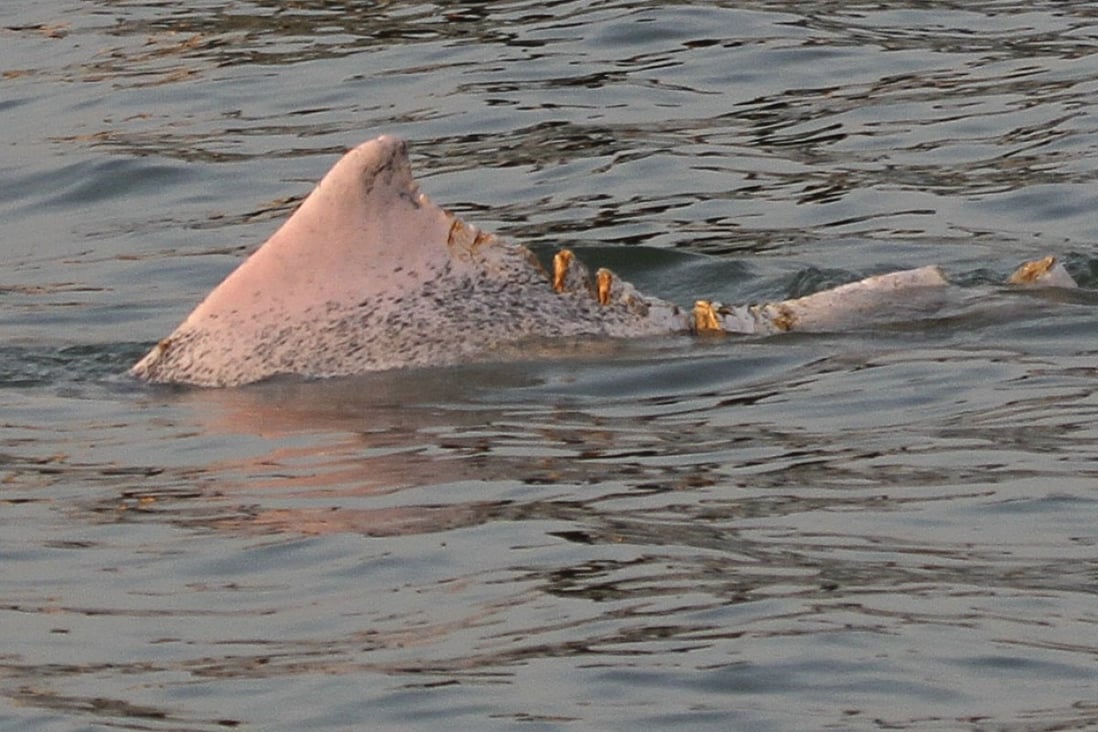 The dolphin can be seen with a series of deep gashes to its back and tail. Photo: Hong Kong Dolphin Conservation Society
