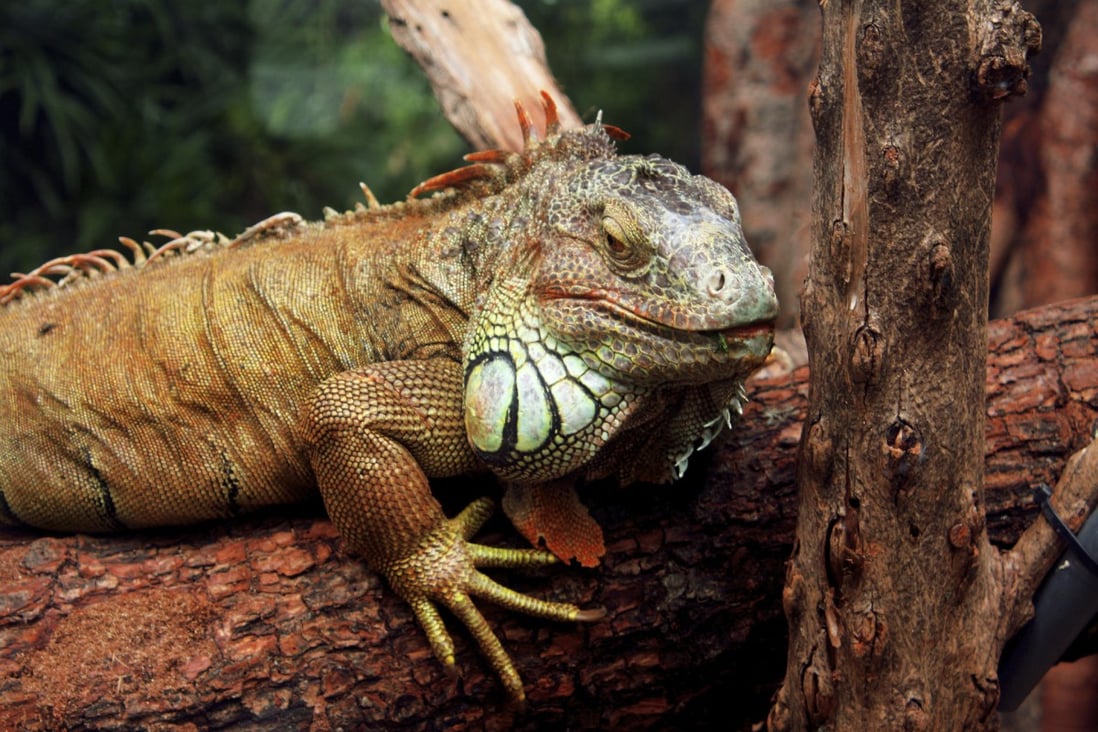 Iguanas are sold in huge numbers in Hong Kong, but many owners do not realise that they can grow into extremely large adults and have specific nutritional requirements. Photo: Thinkstock