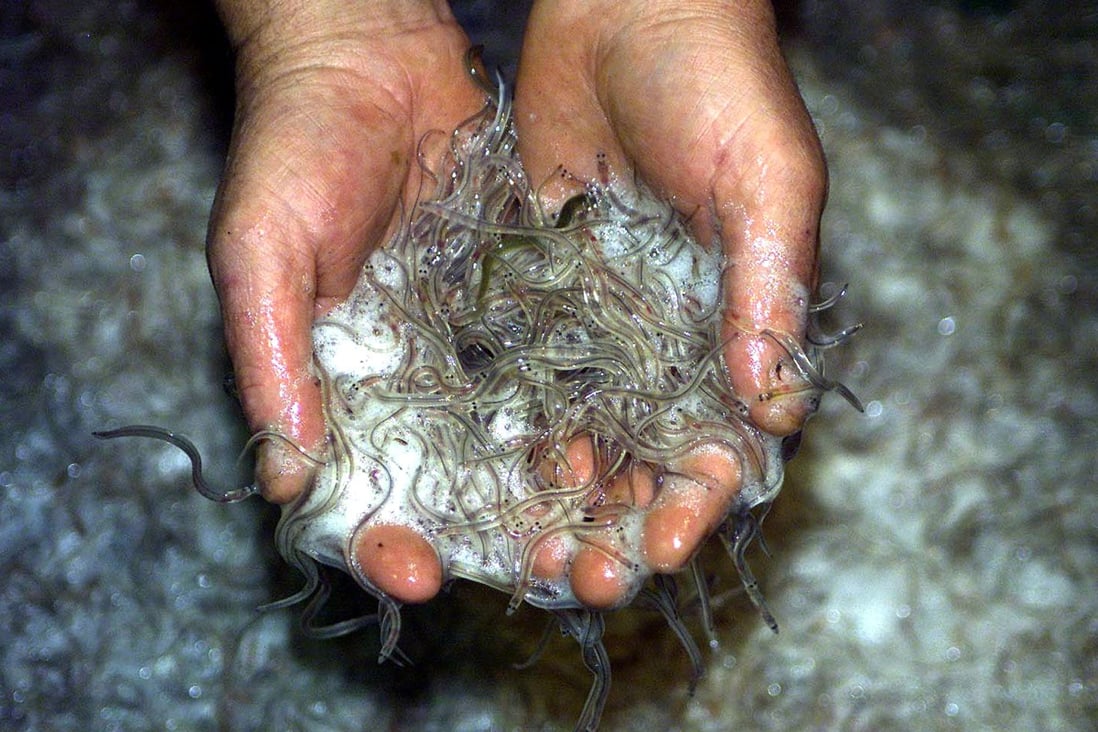 A haul of baby eels, weighing some 45kg, were seized from two Chinese travellers who came to Bulgaria from Spain. Photo: Reuters