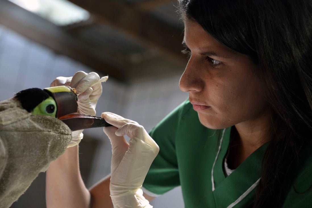 Social media exposes shocking cruelty to animals across Latin America | South China Morning Post Social media exposes shocking cruelty to animals across Latin America | South China Morning Post