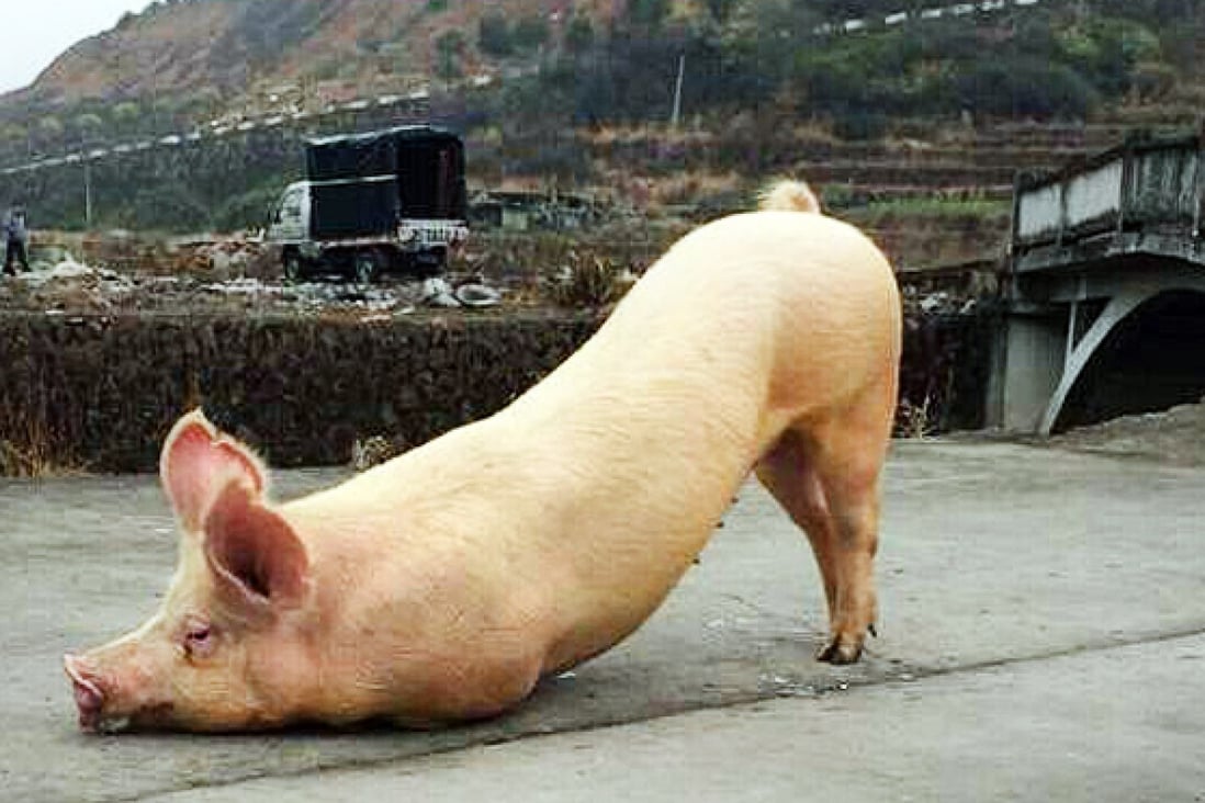 The 'praying pig' of Zhejiang province. A police officer suggested it was suffering from a lack of vitamin E. Photo: SCMP Pictures
