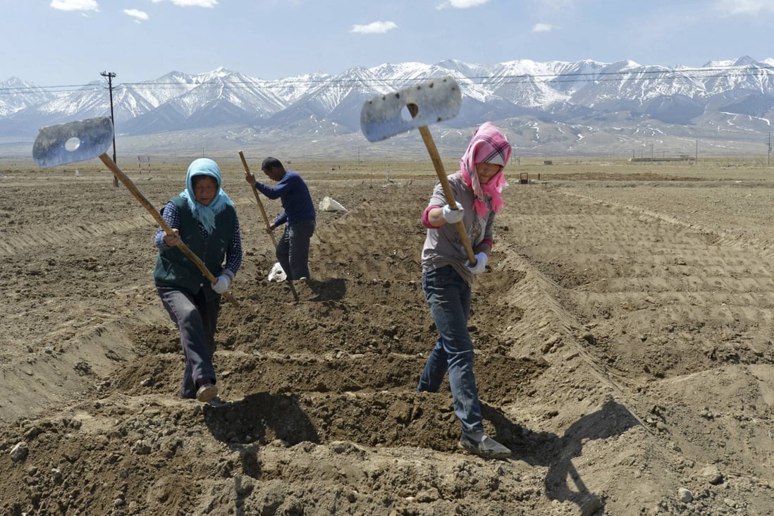 Uygur farmers prepare potato beds in Xinjiang province. Photo: Reuters