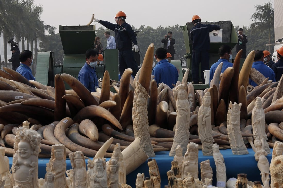 Workers destroy illegal ivory in Dongguan, southern Guangdong province. Ivory imports have been banned on the mainland for a year. Photo: AP