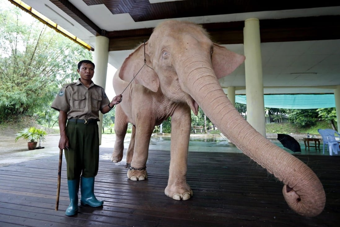 Myanmar captures rare white elephant, widely considered as ‘political