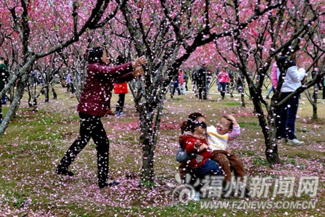 A woman shaking blossom from a tree at the park in Fuzhou. Internet users have said the women should be fined. Photo: Fznews.com.cn