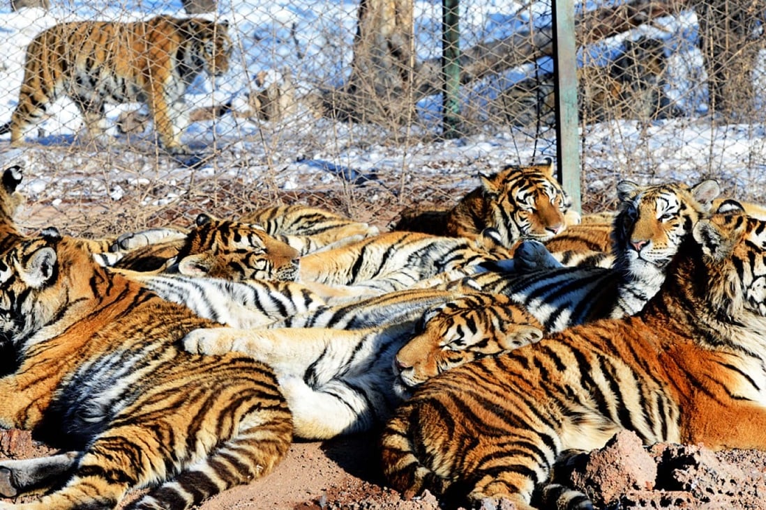 ‘What do China’s Siberian tigers eat?’ asks curious President Xi