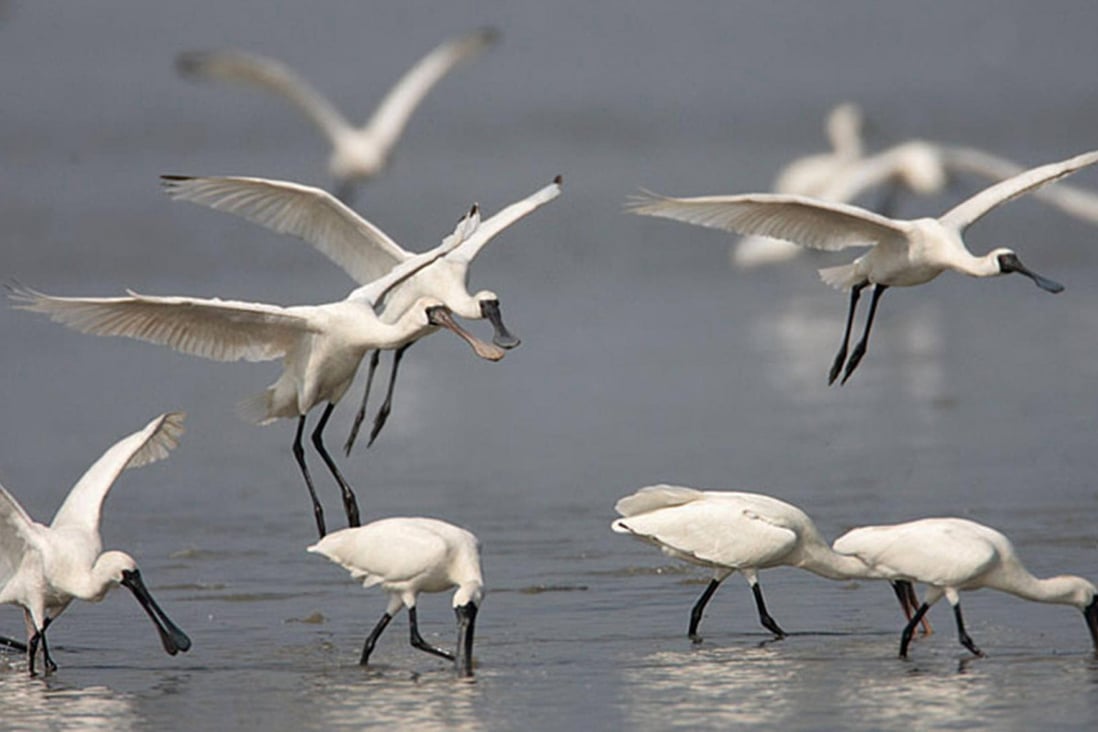 Return Of The Black Faced Spoonbill To Hong Kong South China Morning Post