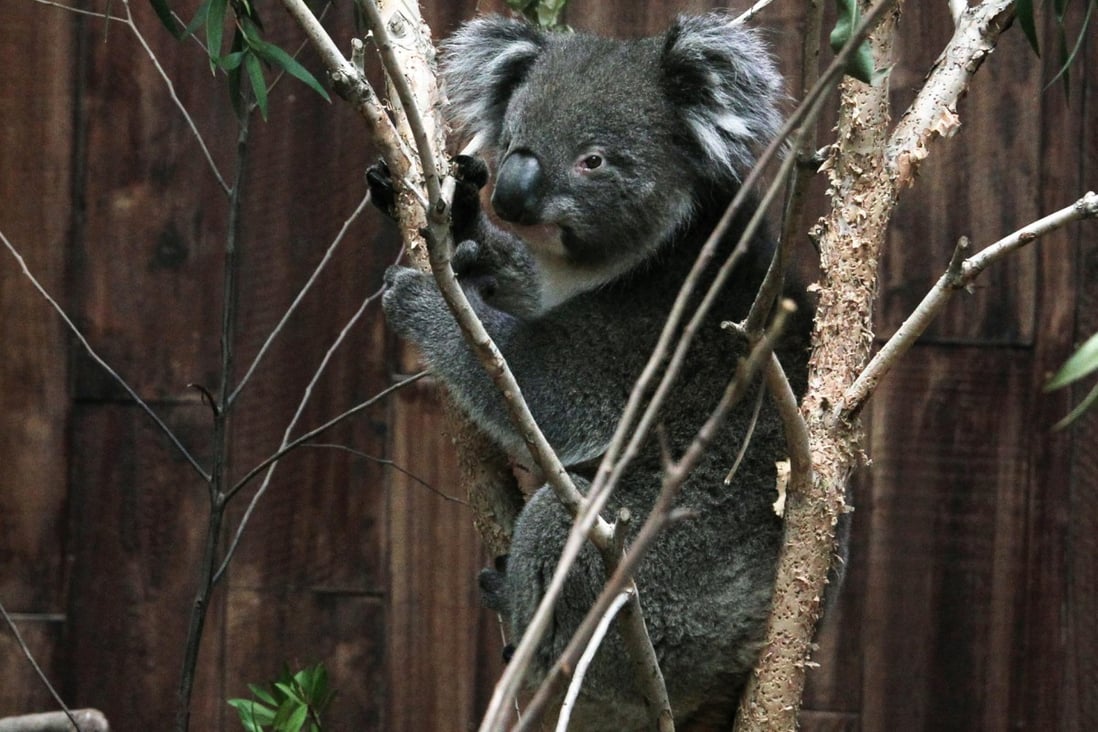 No hugs for cuddly koalas at Hong Kong's Ocean Park South China