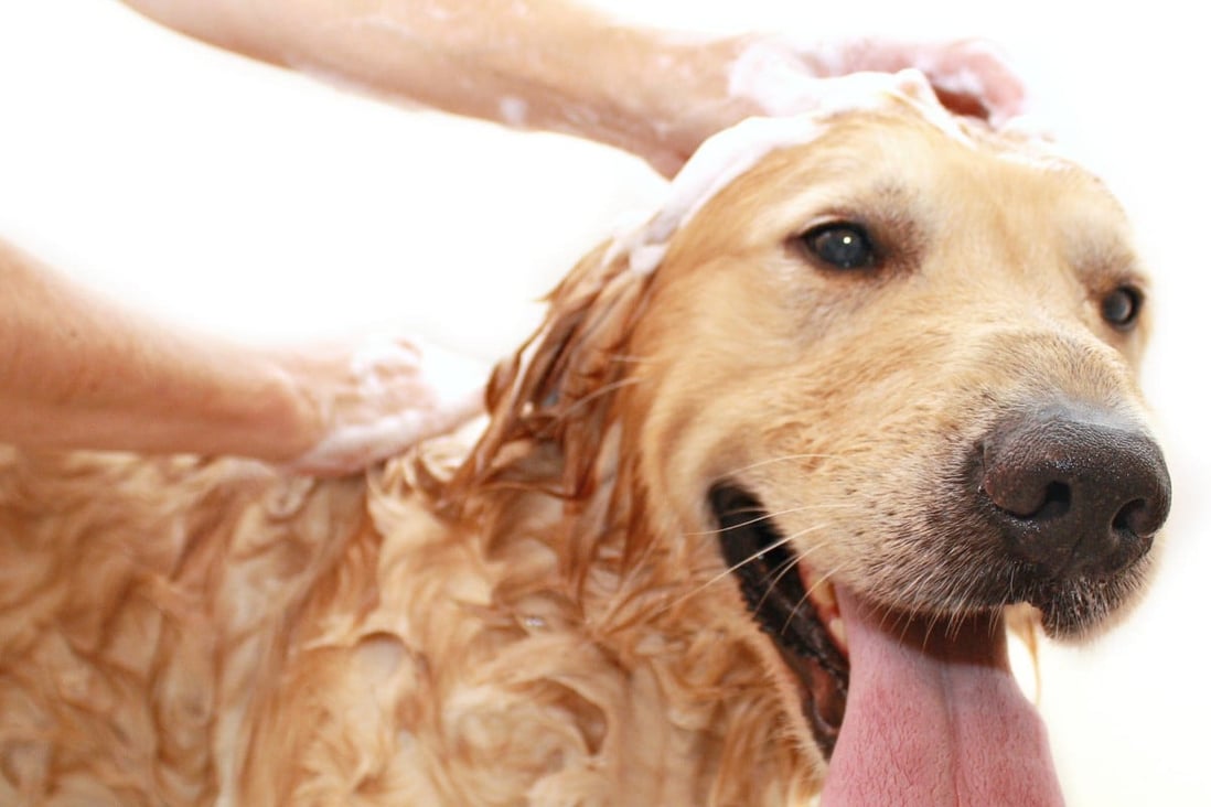 Summer Raises Infection Risk For Dogs With Sensitive Skin South China Morning Post