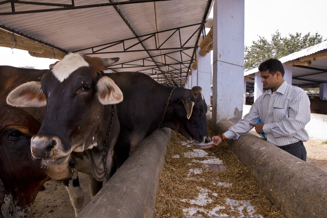 Hindu Hardliners Push To Ban Slaughter Of Beef Cattle Throughout India South China Morning Post Try to include improvement activities that relate to the job as cattle trader. hindu hardliners push to ban slaughter