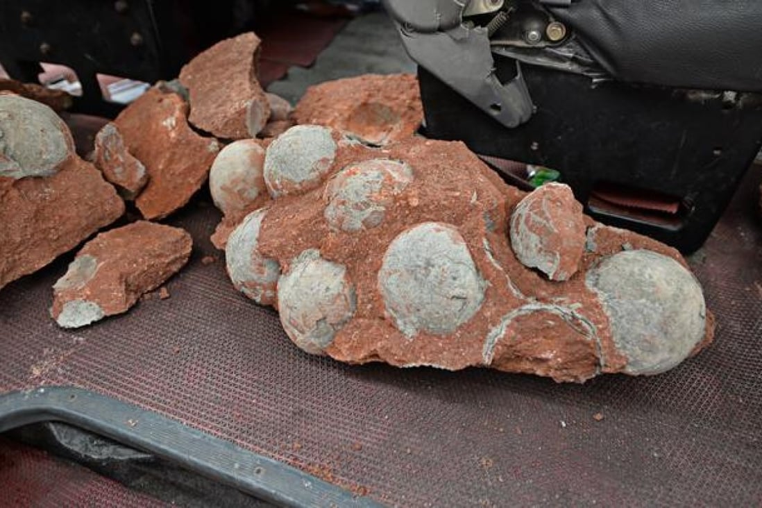 Nineteen of the fossilised dinosaur eggs were found intact. Photo: SCMP Pictures