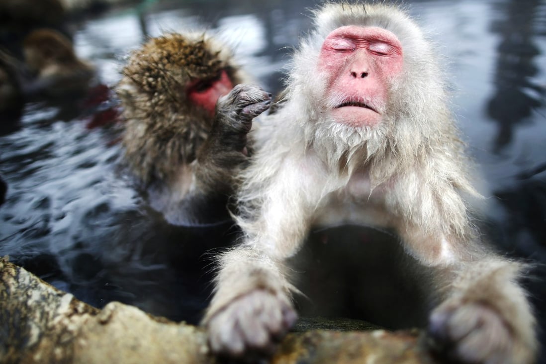 Japanese macaques in a hot spring. The Takasakiyama Natural Zoological Garden launches a public poll for naming the first macaque born each year, with 'Charlotte' winning this year. Photo: Reuters
