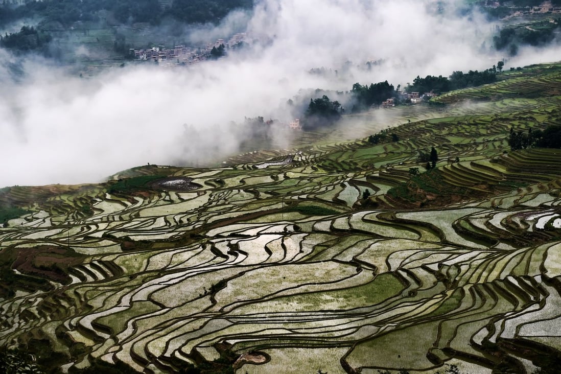 Rice fields in southwest China's Yunnan Province. A new discovery could lead to the most productive rice strain increasing its yield by more than 20 per cent. Photo: Xinhua 