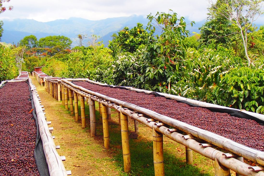 Coffee beans are laid out for drying. Climate plays an important role in the production of premium coffee beans.