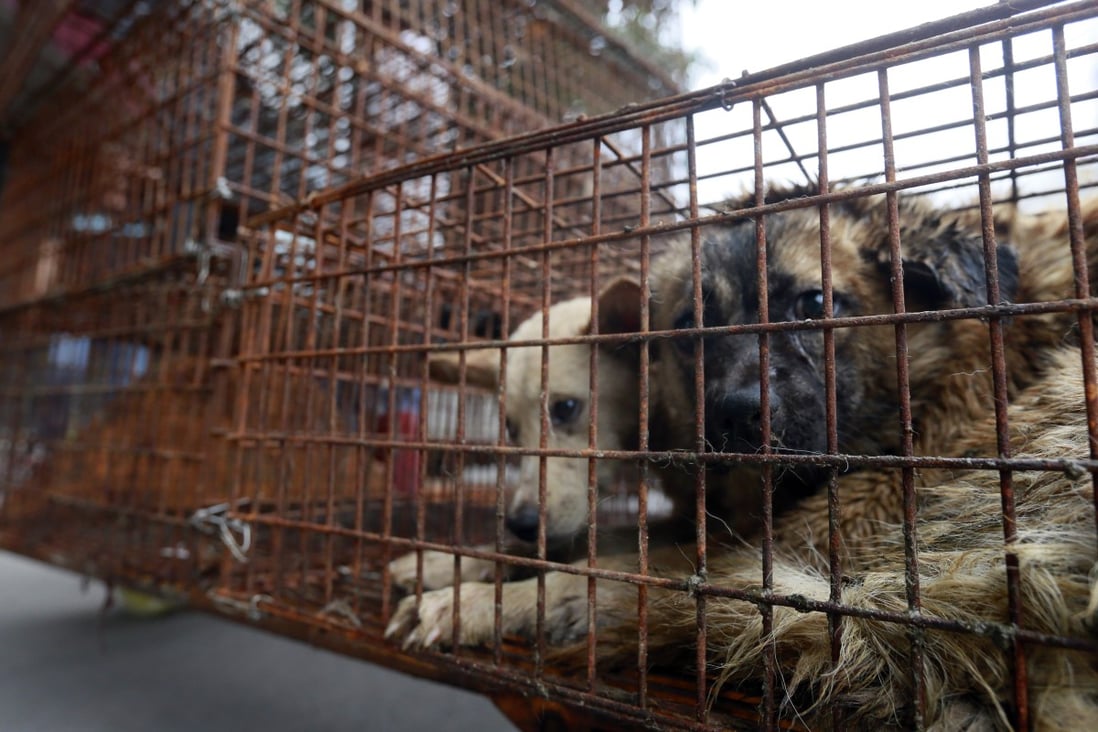 Dog slaughter in the name of 'tradition' shames China | South China Morning Post Dog slaughter in the name of 'tradition' shames China | South China Morning Post