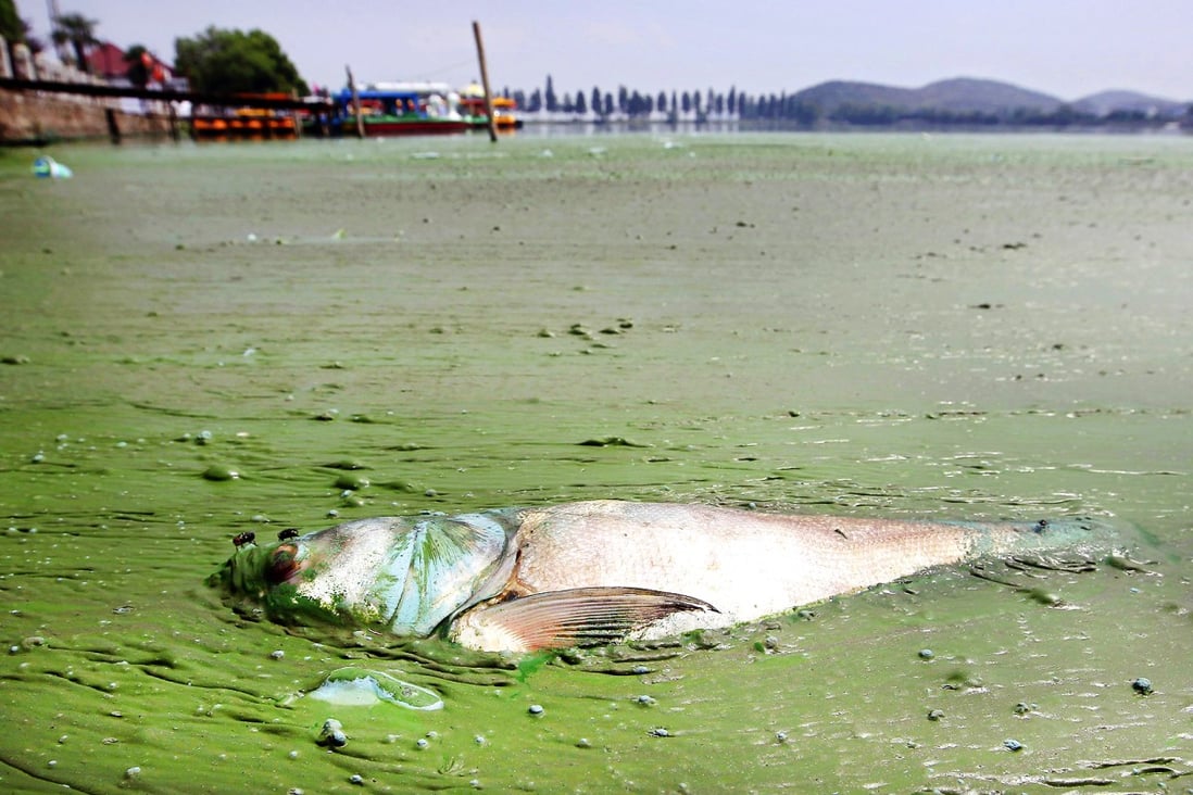A dead fish floats in water filled with blue-green algae at the East Lake in Wuhan, Hubei. Photo: Reuters