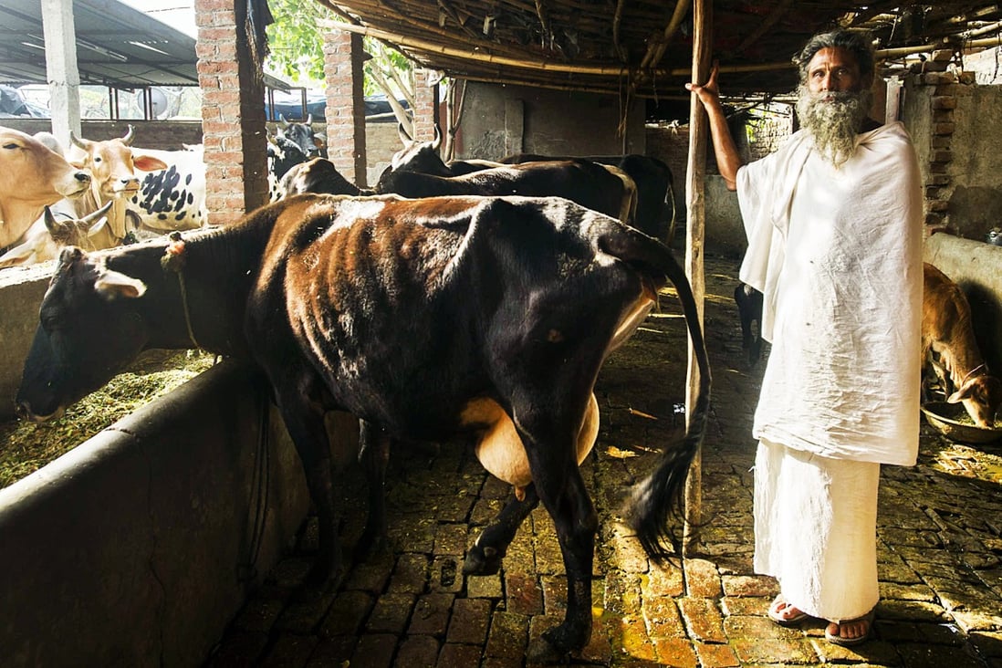 How India's Cow 'Care Homes' Look After Nation's Elderly Bovines In Their  Twilight Years | South China Morning Post