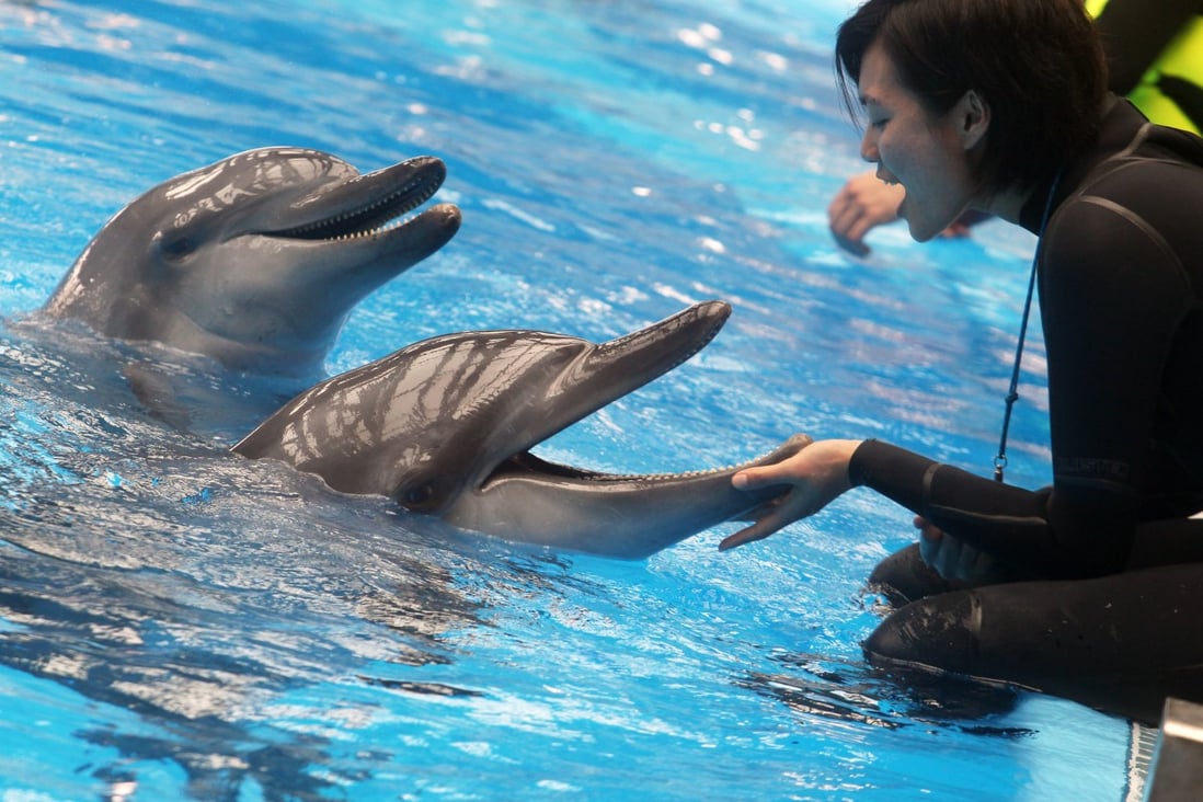 Dolphins interact with a trainer at Ocean Park's breeding centre. Ocean Park argues that, with pollution and disruptions to habitats, dolphins fare no better in the wild than they do in tanks. Photo: Sam Tsang