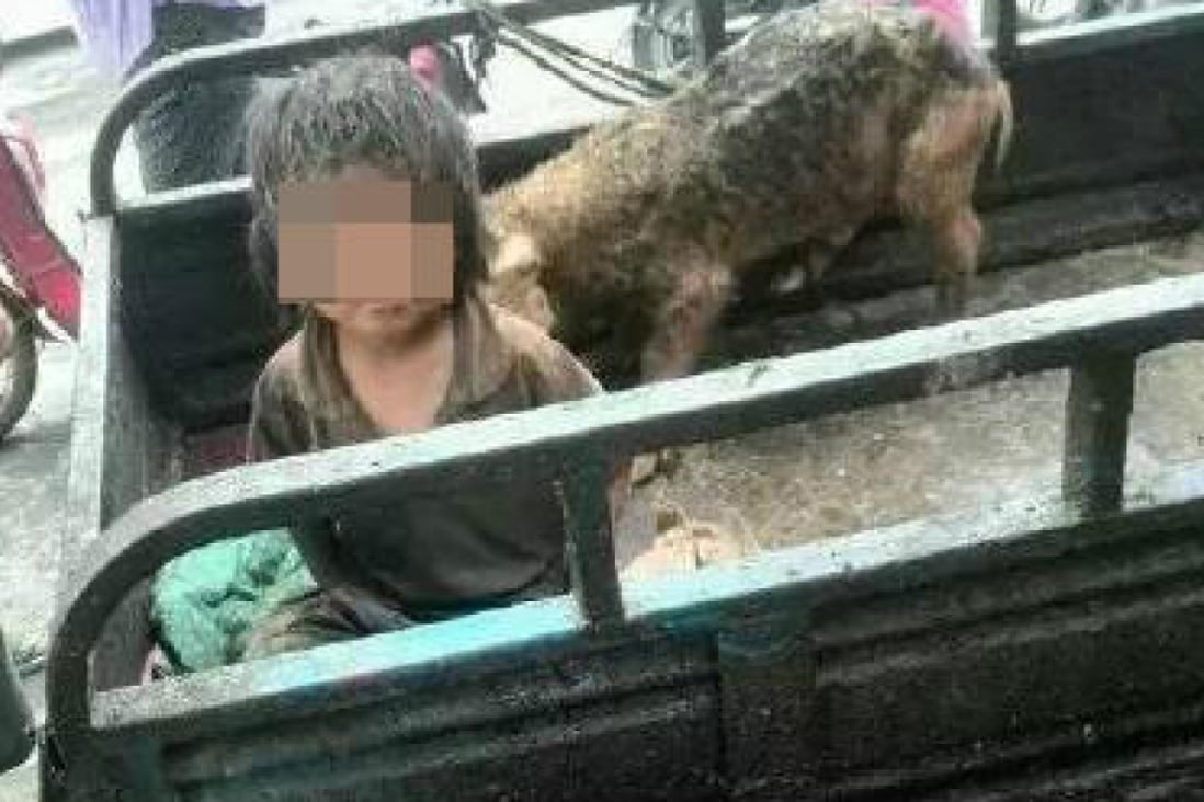 Pictures of a dirty, long-haired Little Hongbo alongside a pig in the back of a trailer sparked outrage among social media users. Photo: Qq.com