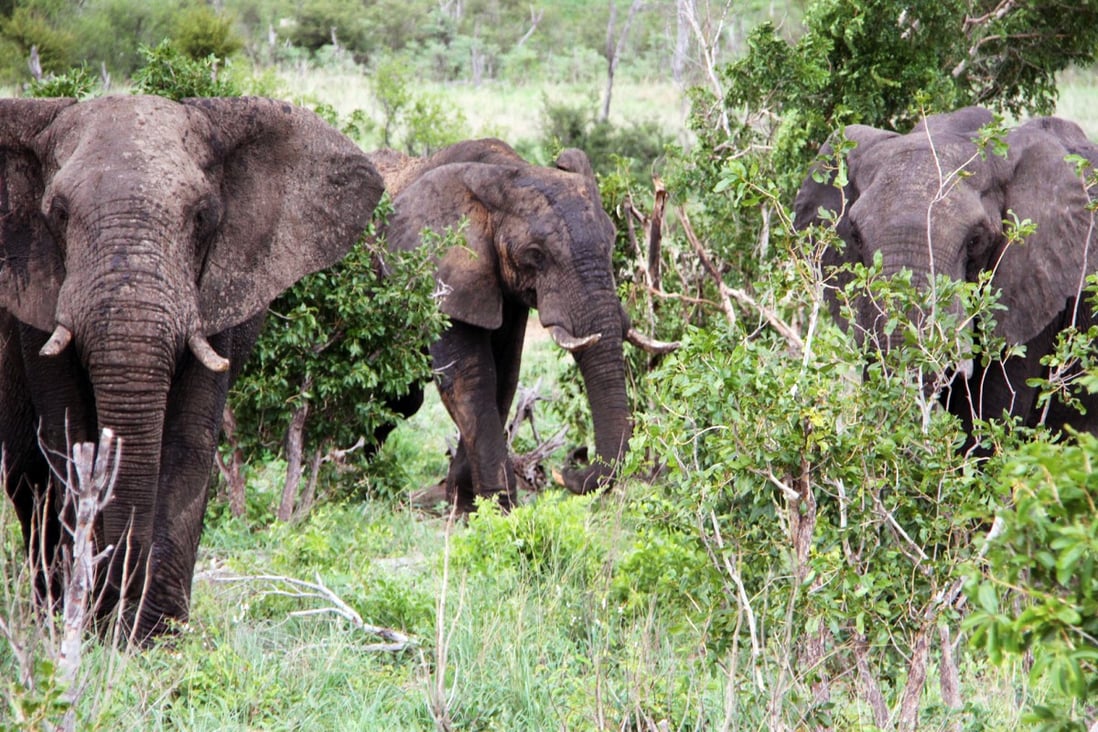 20 elephants sent to China are better off in mainland zoos Zimbabwe