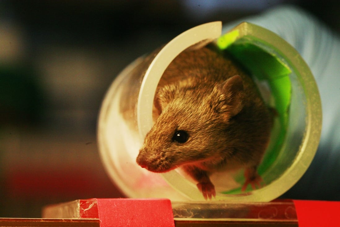 Chinese scientists have successfully cloned mice using artificially generated sperm. Photo: Rama/Wikipedia