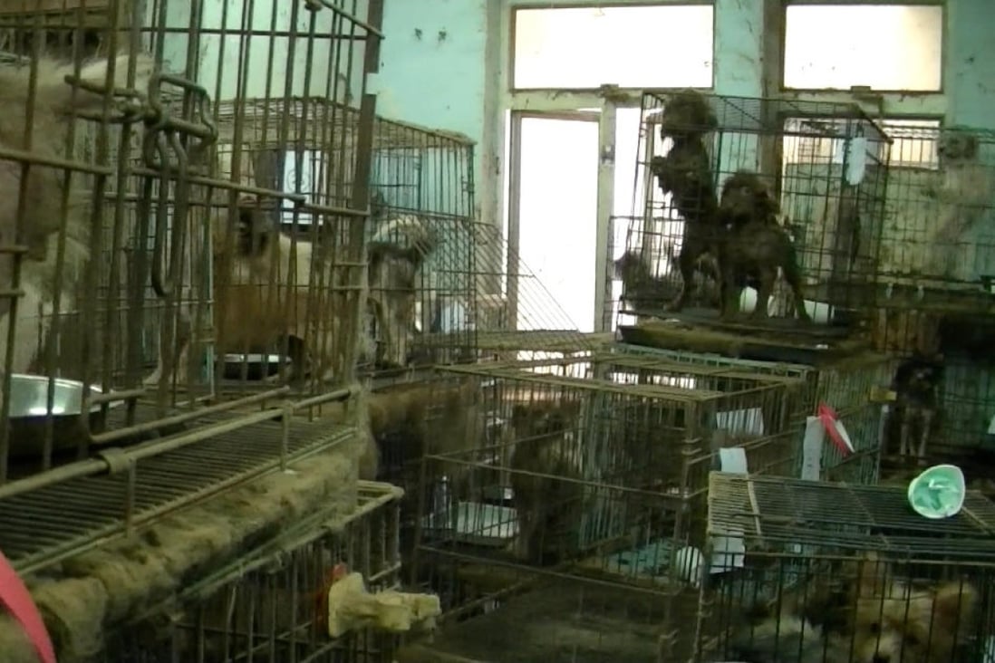 Hong Kong's cruel 'puppy mills' breeding dogs like factory must end